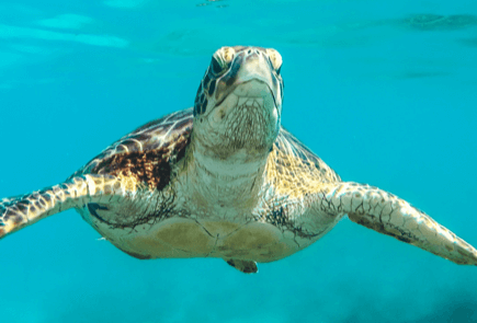 Pic-Campaign-Save-the-Turtles.png