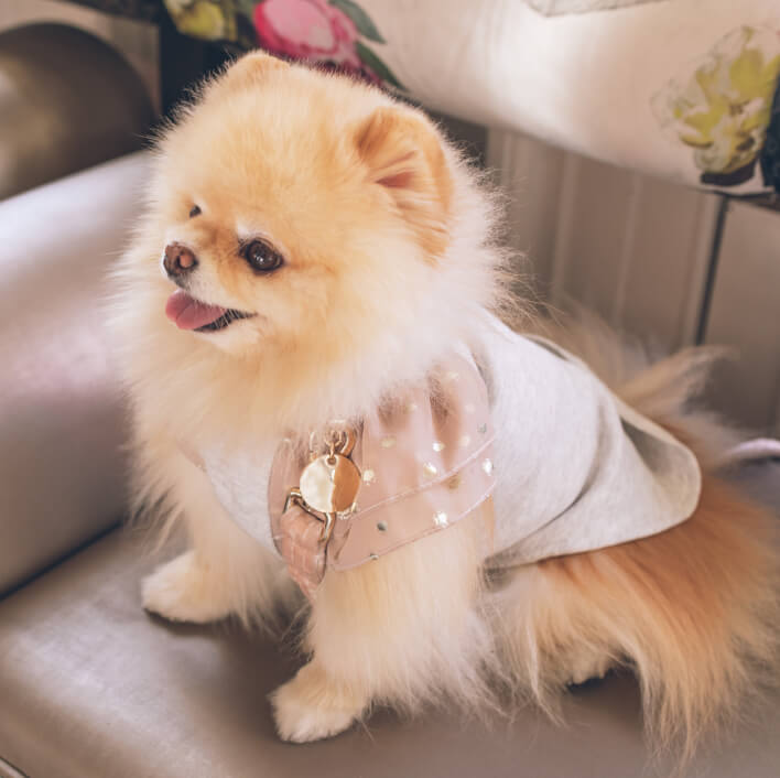 Prepare-Holiday-Boarding-For-Your-Dog.jpg